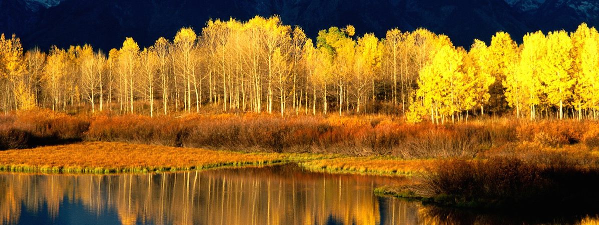 What is an emerging leader?